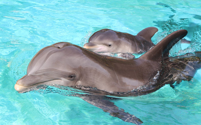 Dolphin