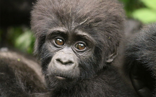 Gorilla