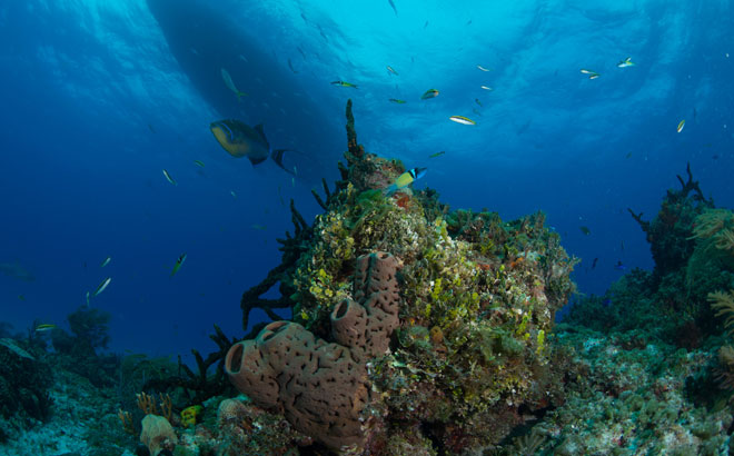 Wild Coral