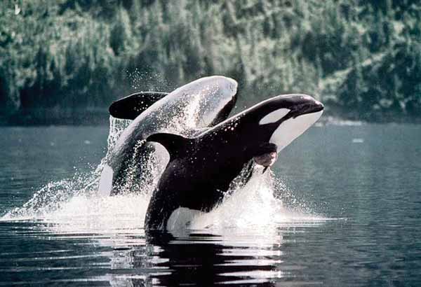 Two breaching wild killer whales